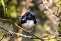 Warbler, Black-throated Blue