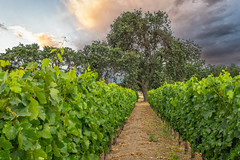 Santa Barbara County Area Wine Country