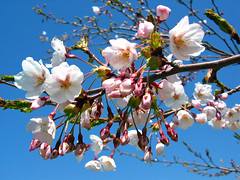 Spring in Hokkaido