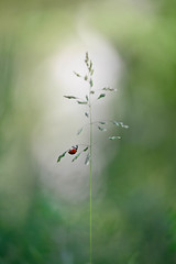 Miss Ladybird