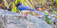 Red-billed Blue Magpie 紅嘴藍雀 YNBR46