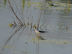Water birds of the hidden pond