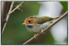 棕面鶯-rufous-faced warbler