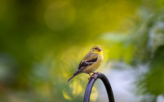 American goldfinch (carduelis tristis)