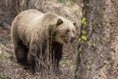 Tyaughton Quarantine and Outhouse Reno Grizzly week April 28 to May 5 2022