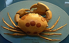Carpiliidae