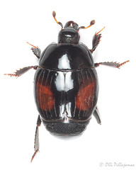 Coleoptera: Histeridae of Finland