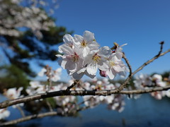 Sakura, Spring 2022, Kurondo-ike Pond, Takayama, Ikoma @Nara,Apr2022
