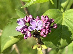 Lilacs & Crabapple 2022-05-13