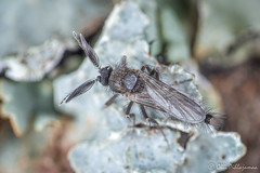 Diptera: Culicomorpha: Ceratopogonidae: