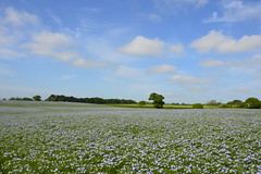 Flax Fields