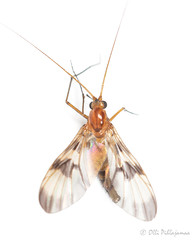 Diptera: Bibionomorpha: Keroplatidae