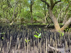 Mangroves of the Seychelles 