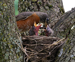 MAC Robin's Nest