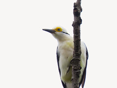 Pica-pau-branco/White Woodpecker