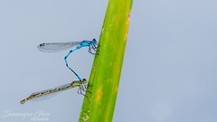 Agrion porte-coupe - Common blue damselfly