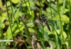 Dragonflies & Damselflies 2022