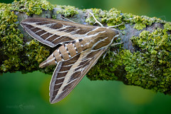 Striped Hawk-moth - Hyles livornica