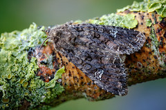 Cabbage Moth - Mamestra brassicae
