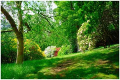 Bowood Woodland Garden 2022