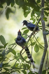 台灣藍鵲育雛噪鵑