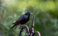 European starling (sturnus vulgaris)