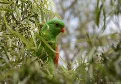 Parrots (Psittaculidae)