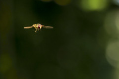 5. Hoverflies (18-05-22)