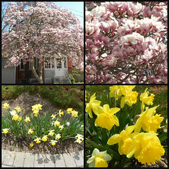 Spring Blossoms, May 10'22
