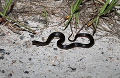 5-18-2022 Black Swamp Snake (Liodytes pygaea)