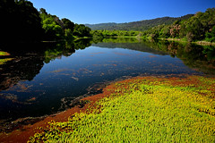 Jasper Ridge Biological Preserve | California