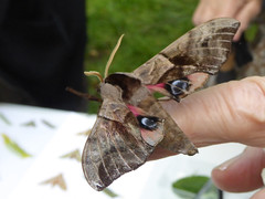 Kent Moths
