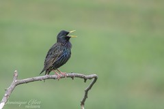Etourneau sansonnet - Common starling