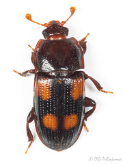 Coleoptera: Nitidulidae of Finland