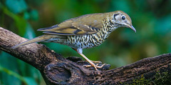 Long-tailed thrush 長尾地鶇 YNBR59