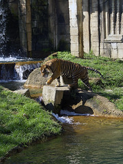 Memphis Zoo 09-02-2010 - Tiger 17
