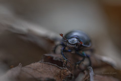 Scarabeo stercorario - Dung beetle - Bousier - Escarabajo pelotero - Kumbang kotoran - Escarabat piloter - 糞虫