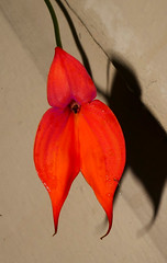 orchid species i've bloomed #26