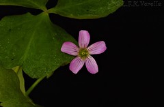 Oxalis sp (flor rosa)