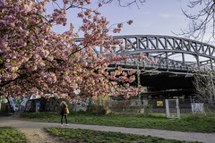 Berlin Spring Cherry Blossoms