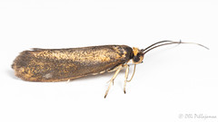 Lepidoptera: Roslerstammiidae of Finland