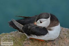 Bullers of Buchan Puffins