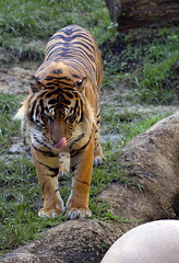 Memphis Zoo 09-02-2010 - Tiger 12