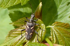 British Longhorn Beetles