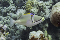 Balistidae (Triggerfish and kin)