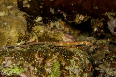 Syngnathidae (Pipefishes and Seahorses)
