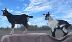 Dairy Goats 2022