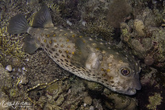 Diodontidae (Porcupinefish)