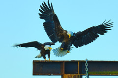 The Eagles of Sidney, B.C.