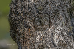 Civetta Capogrosso - Boreal owl - Raufußkauz - Nyctale de Tengmalm - Mussol pirinenc - Pärluggla - 鬼鸮